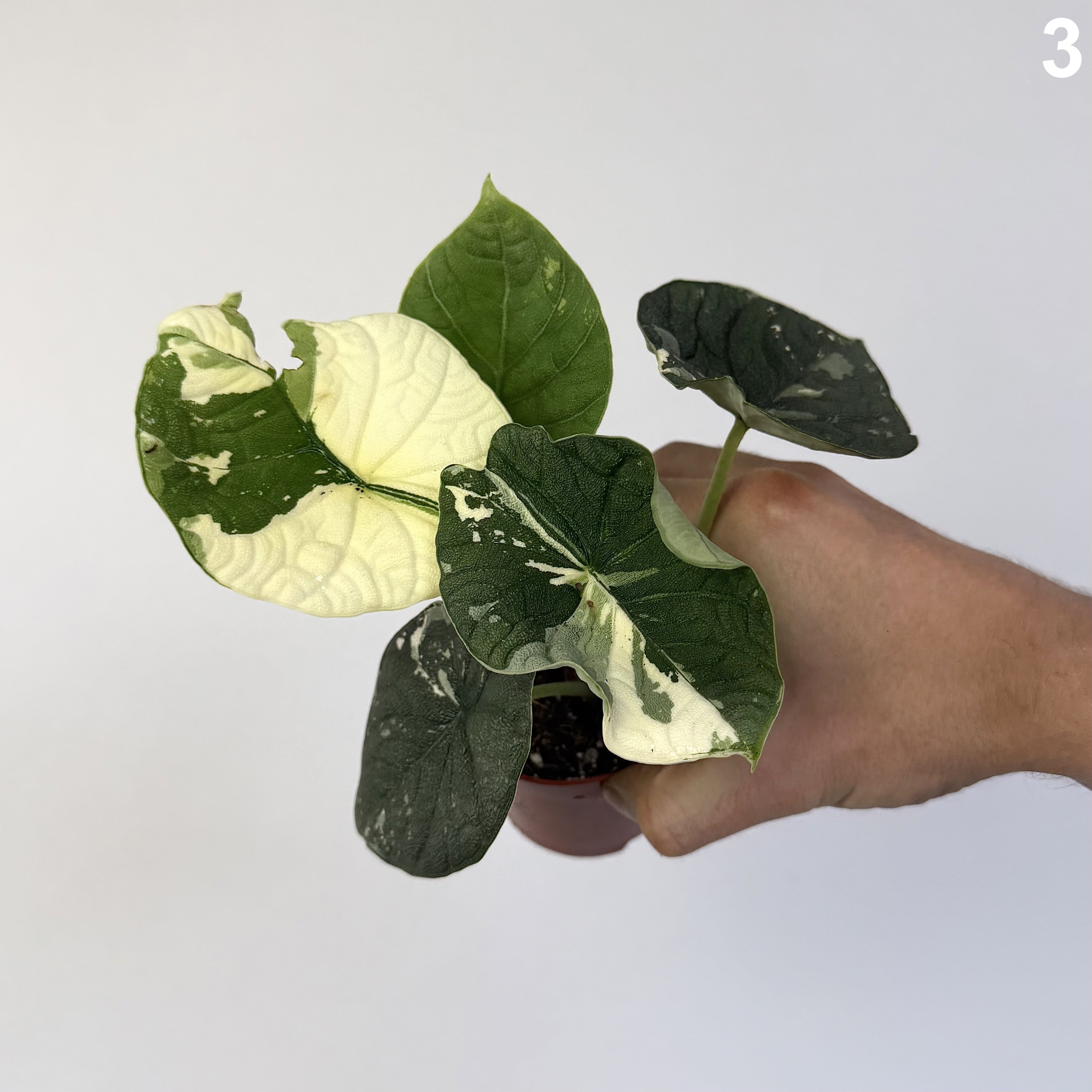 Alocasia Melo Albo WW