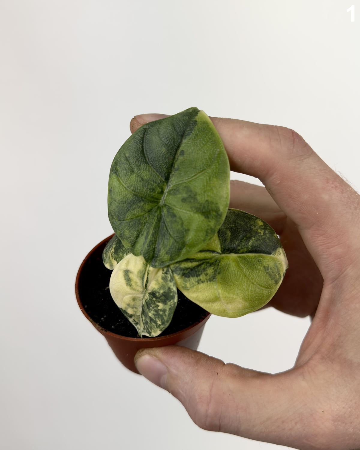 Alocasia Melo Aurea WW