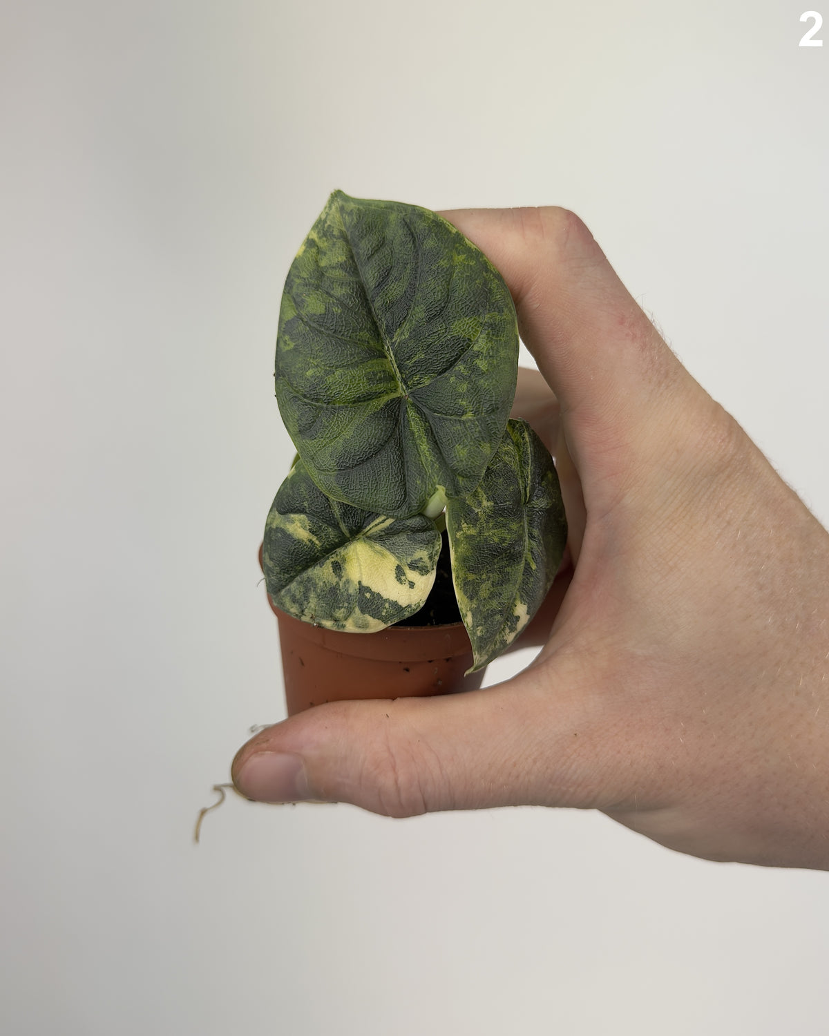 Alocasia Melo Aurea WW