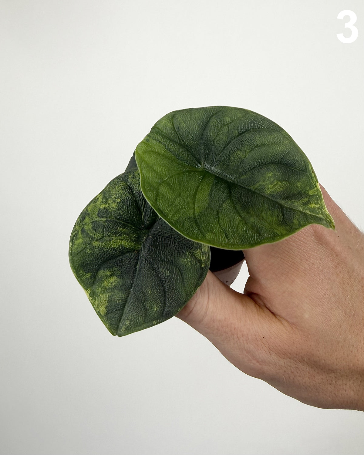 Alocasia Melo Aurea WW