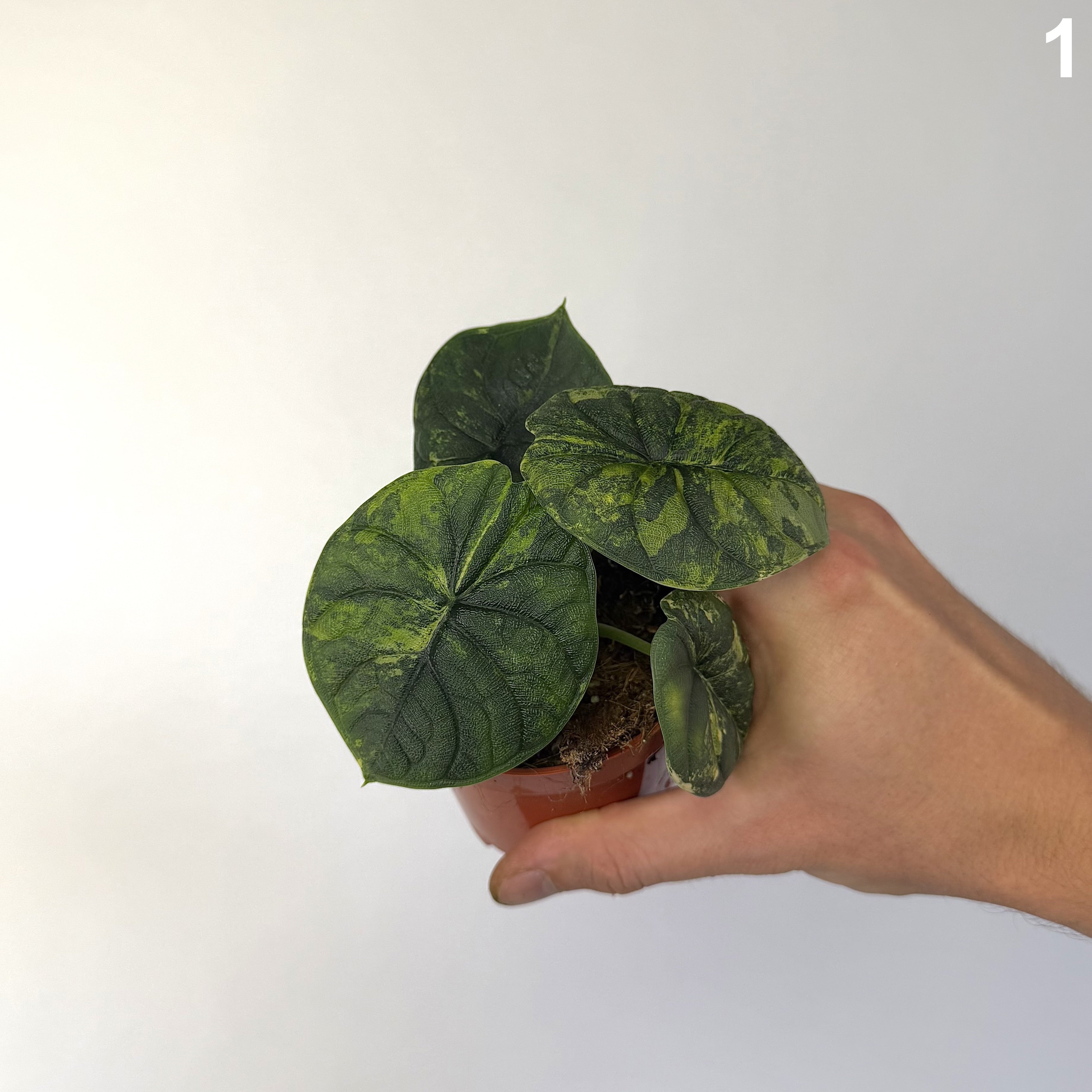 Alocasia Melo Aurea WW