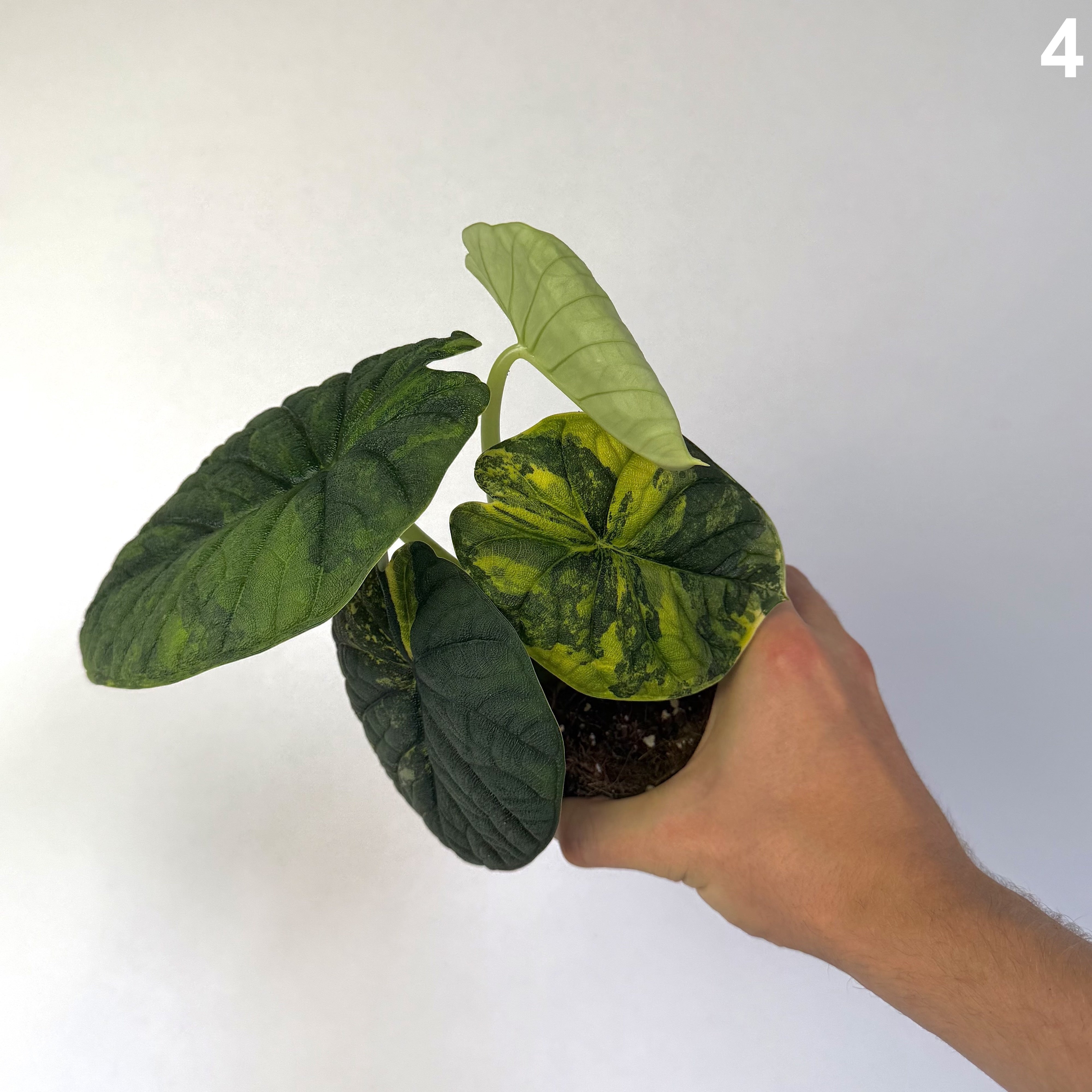 Alocasia Melo Aurea WW