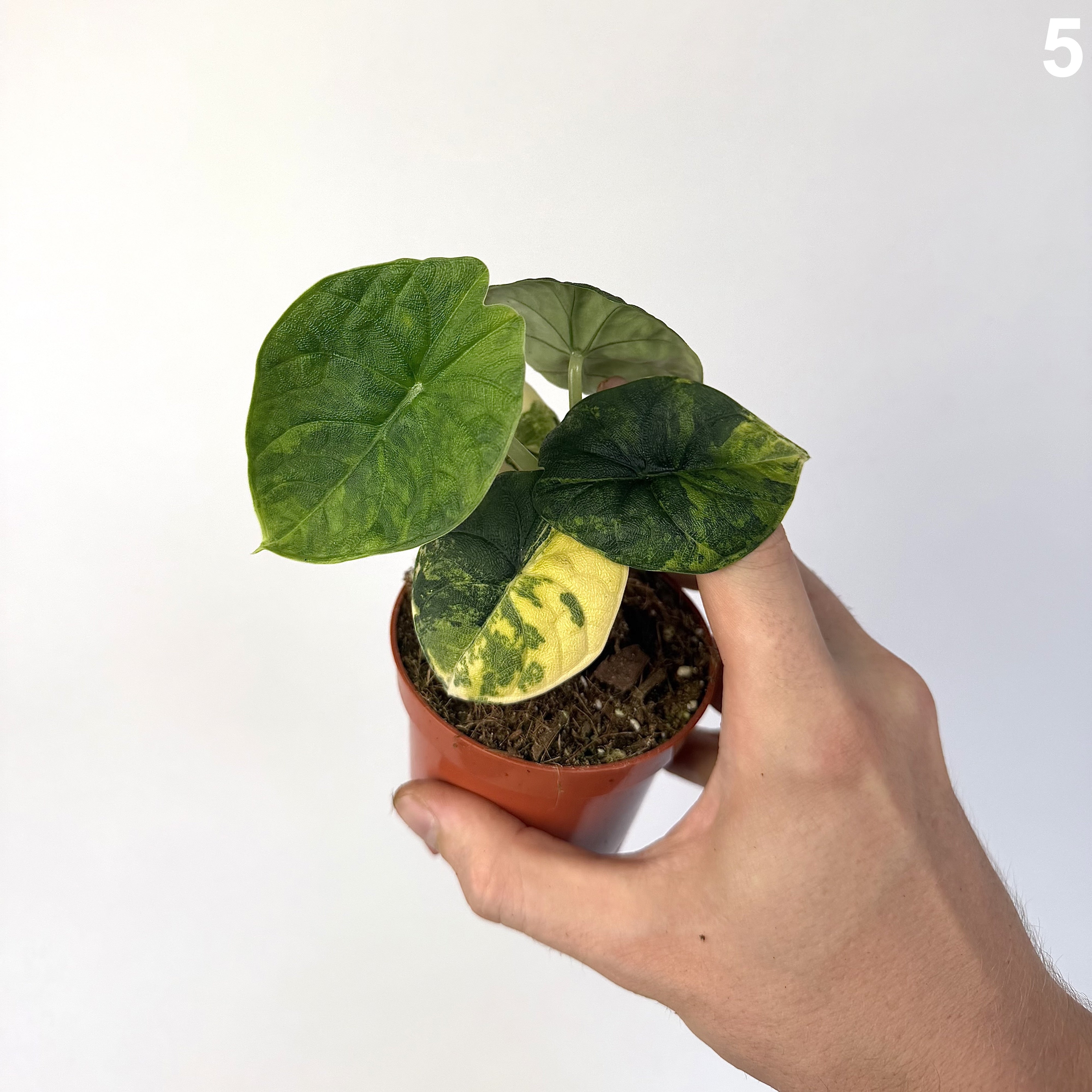 Alocasia Melo Aurea WW