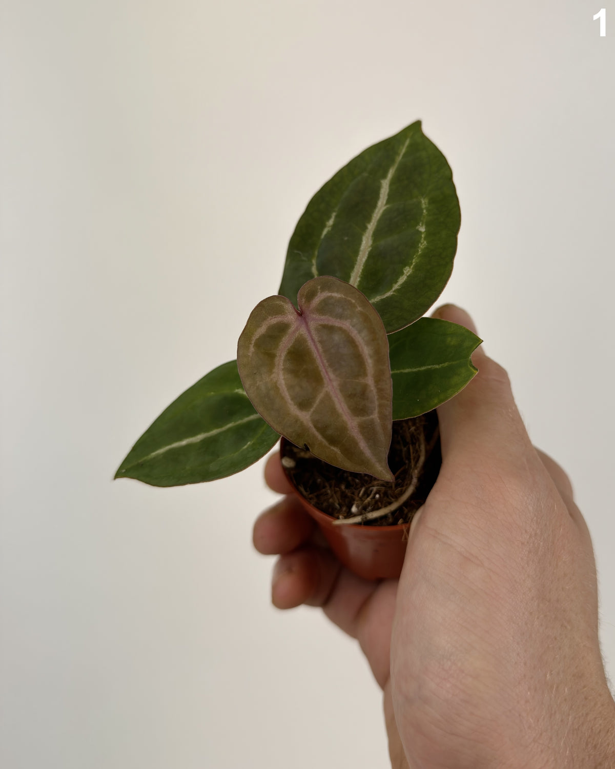 Anthurium Michelangelo WW