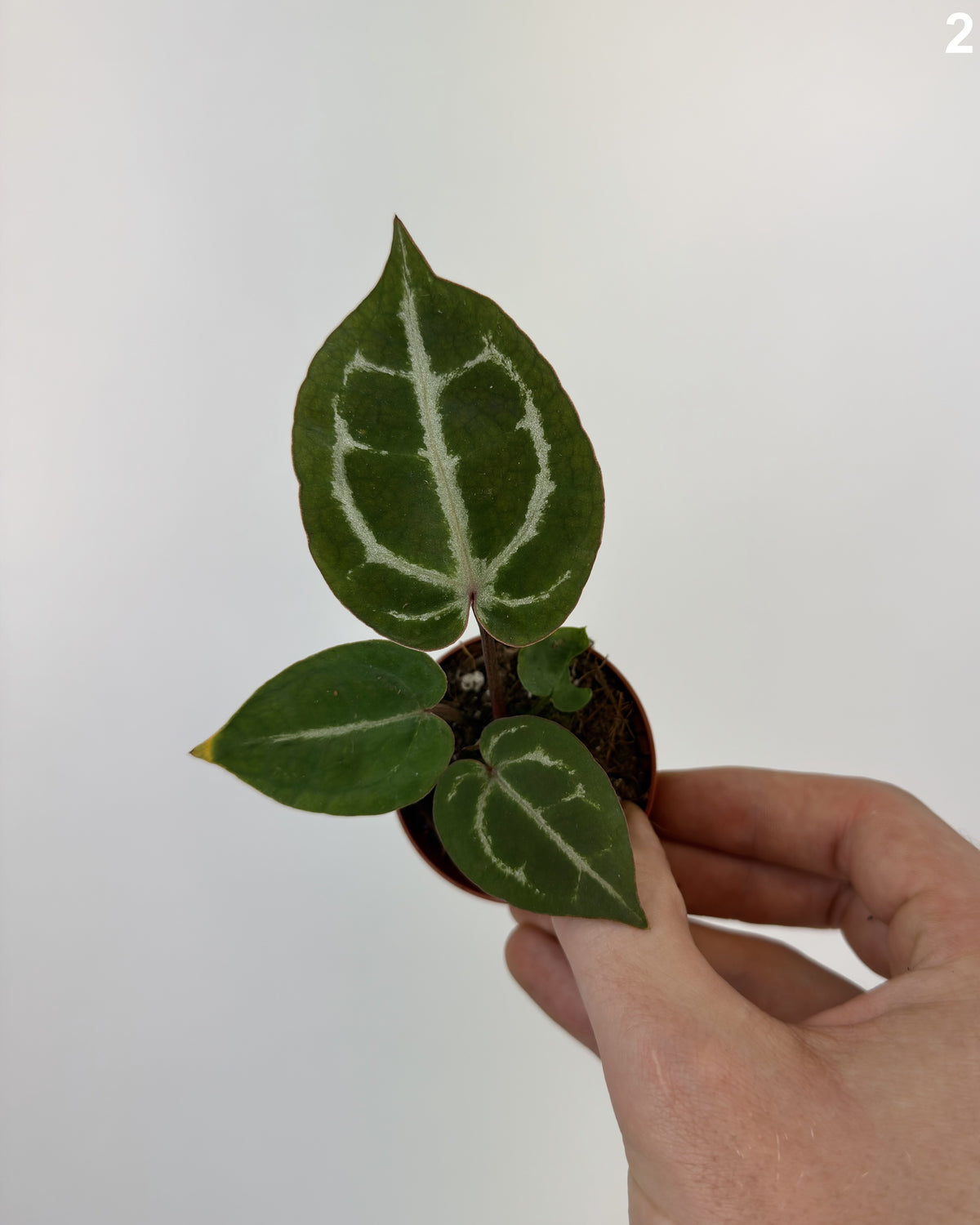 Anthurium Michelangelo WW