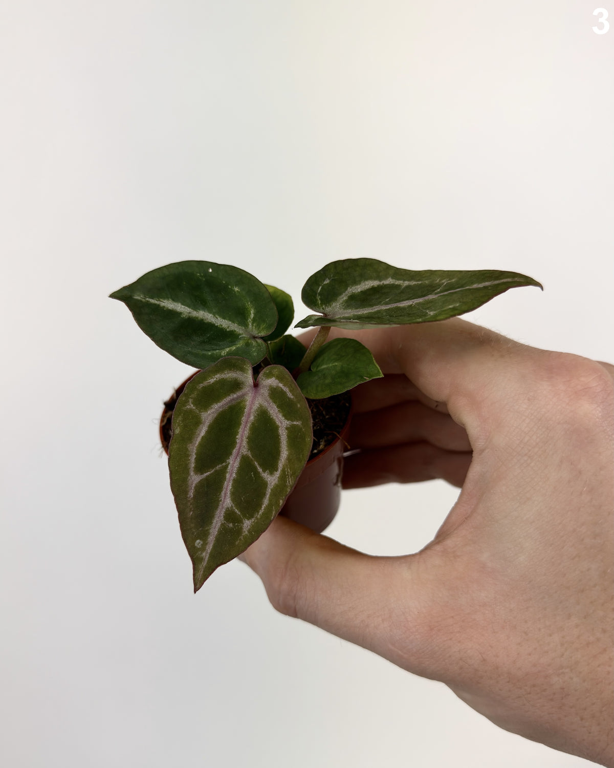 Anthurium Michelangelo WW