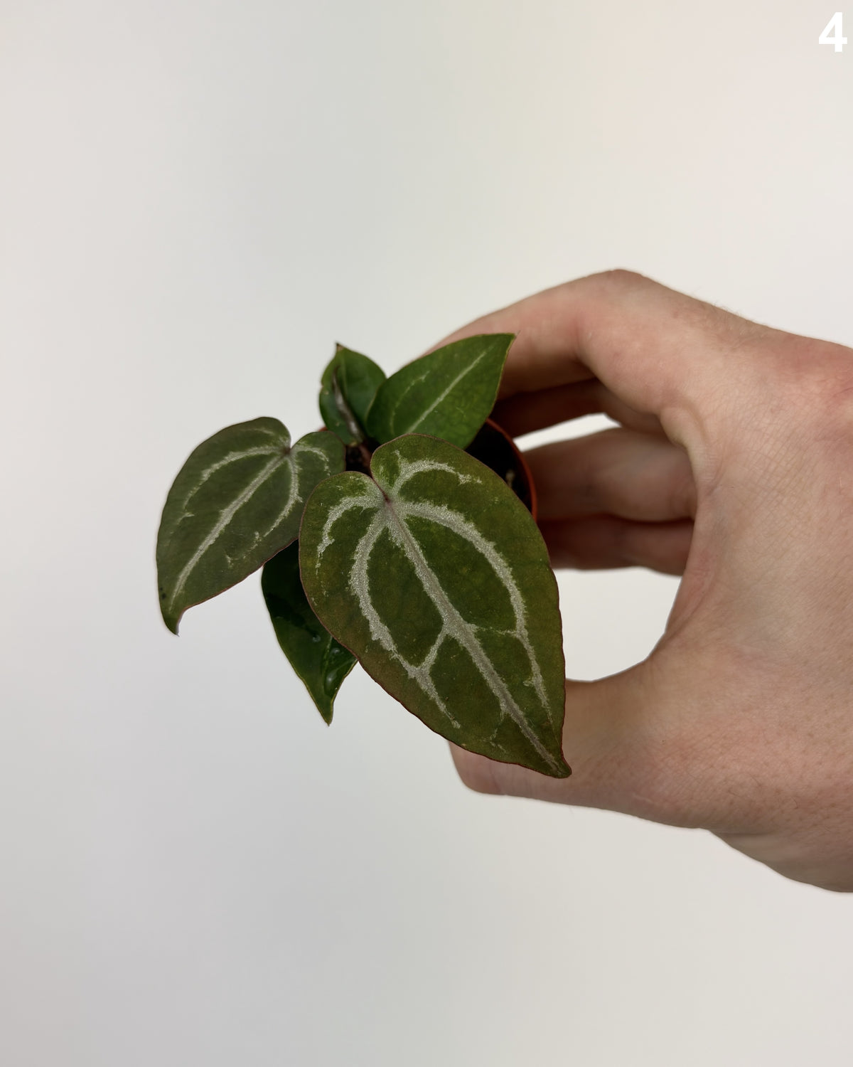 Anthurium Michelangelo WW