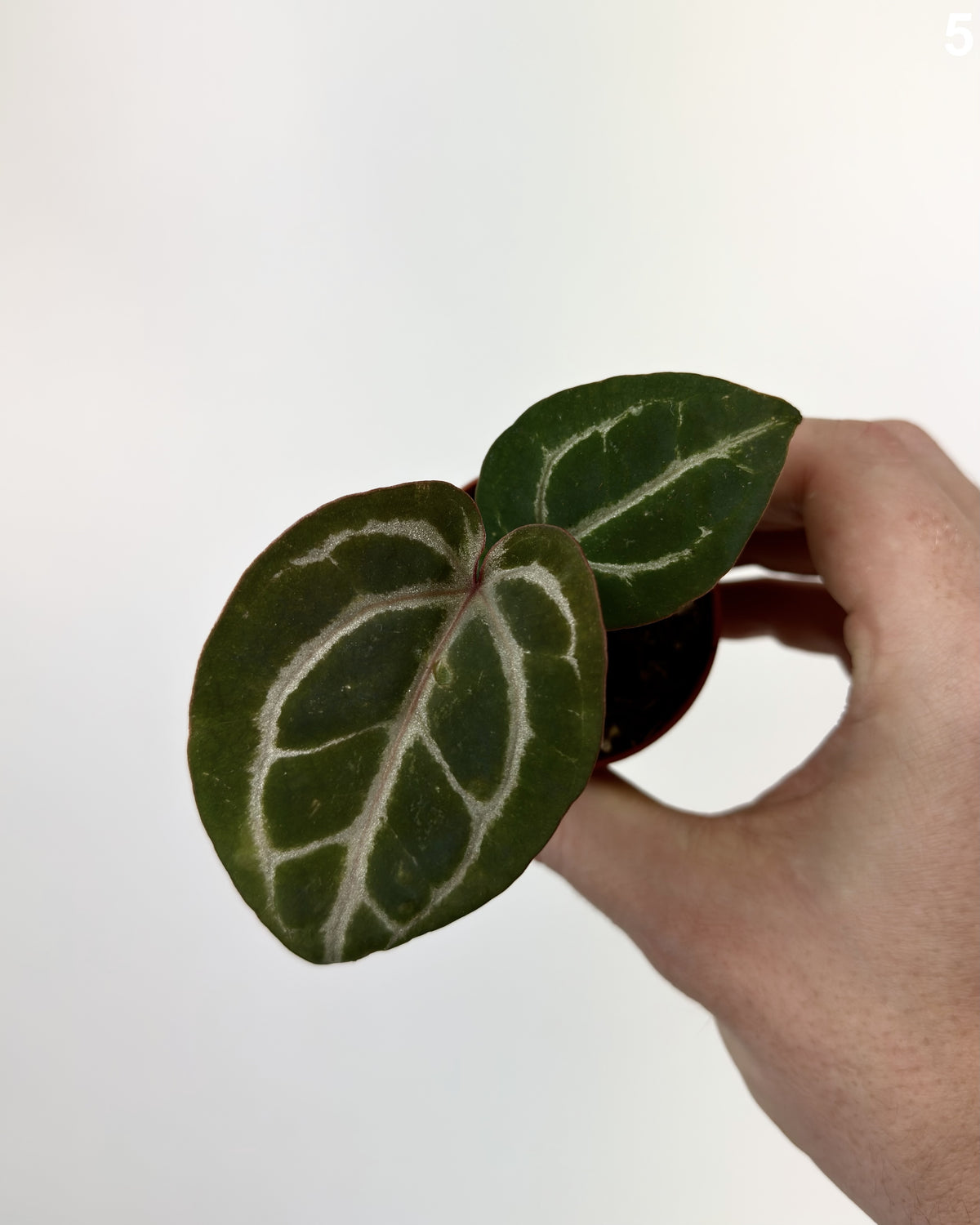 Anthurium Michelangelo WW