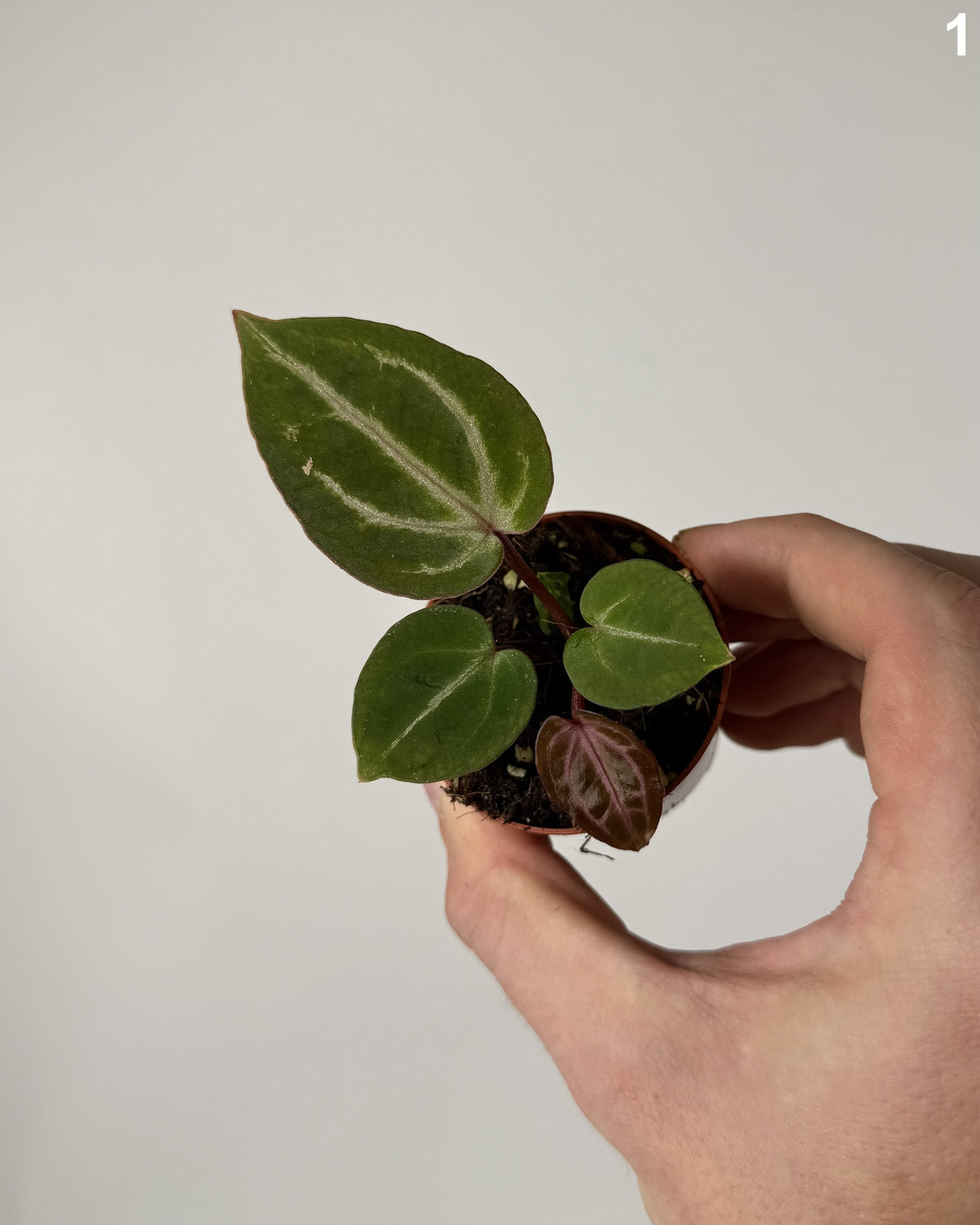 Anthurium Michelle x Michelle WW