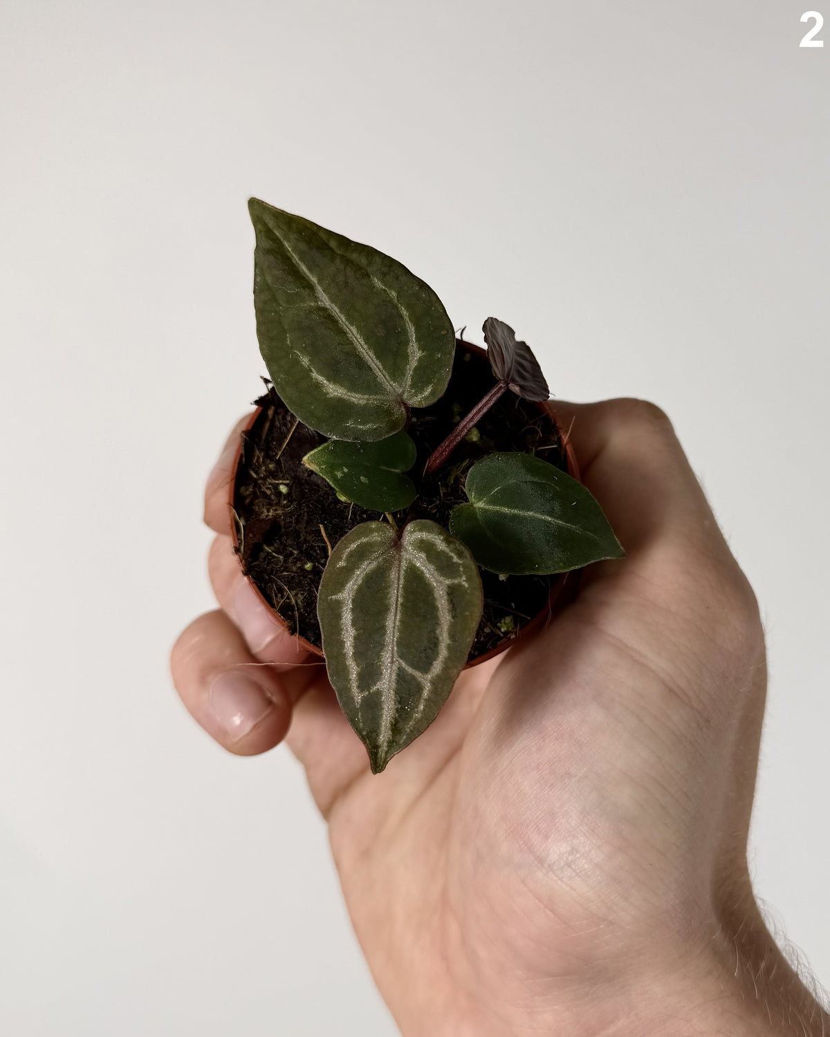 Anthurium Michelle x Michelle WW