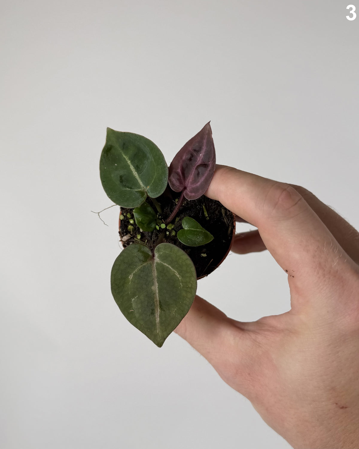 Anthurium Michelle x Michelle WW