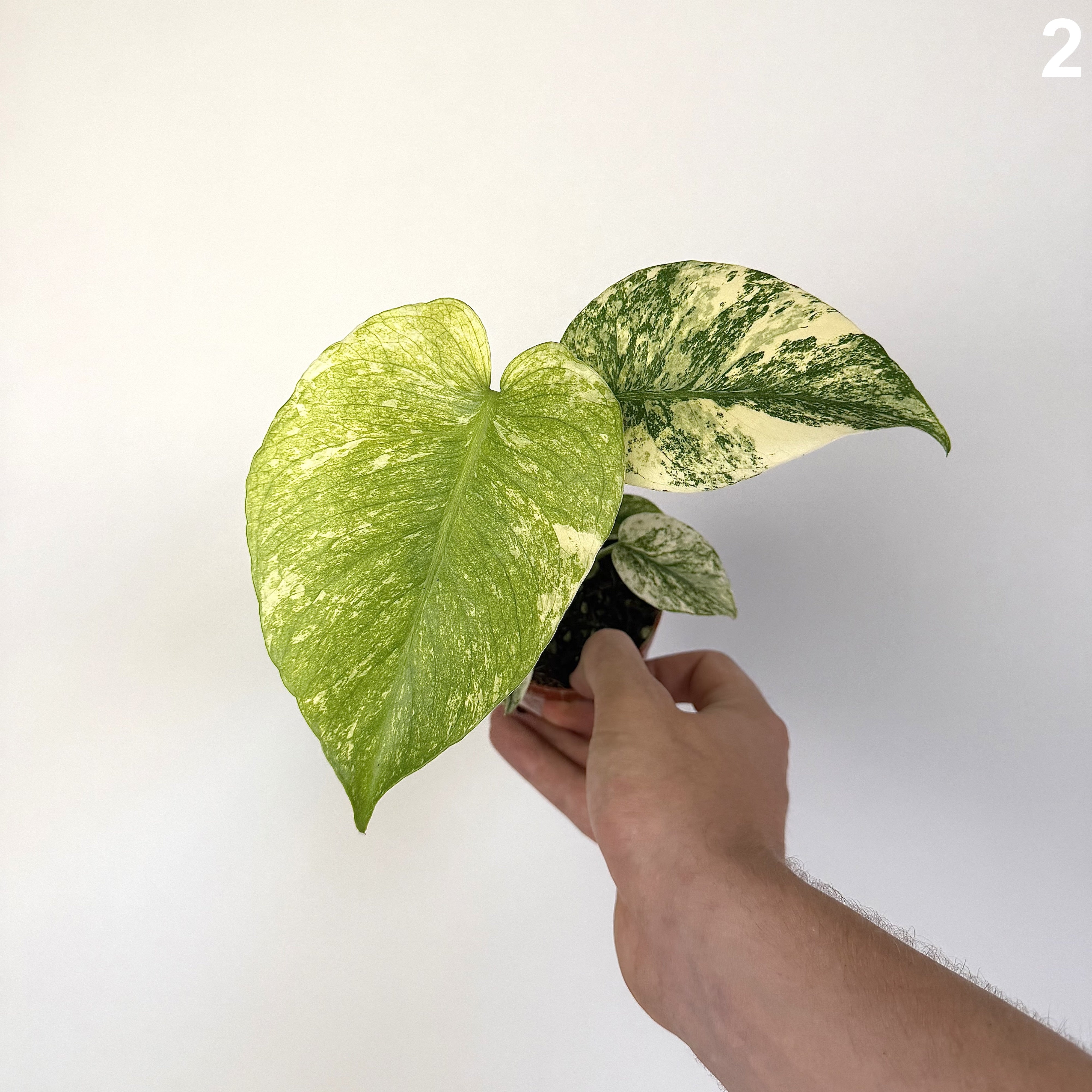 Monstera Deliciosa Mint WW