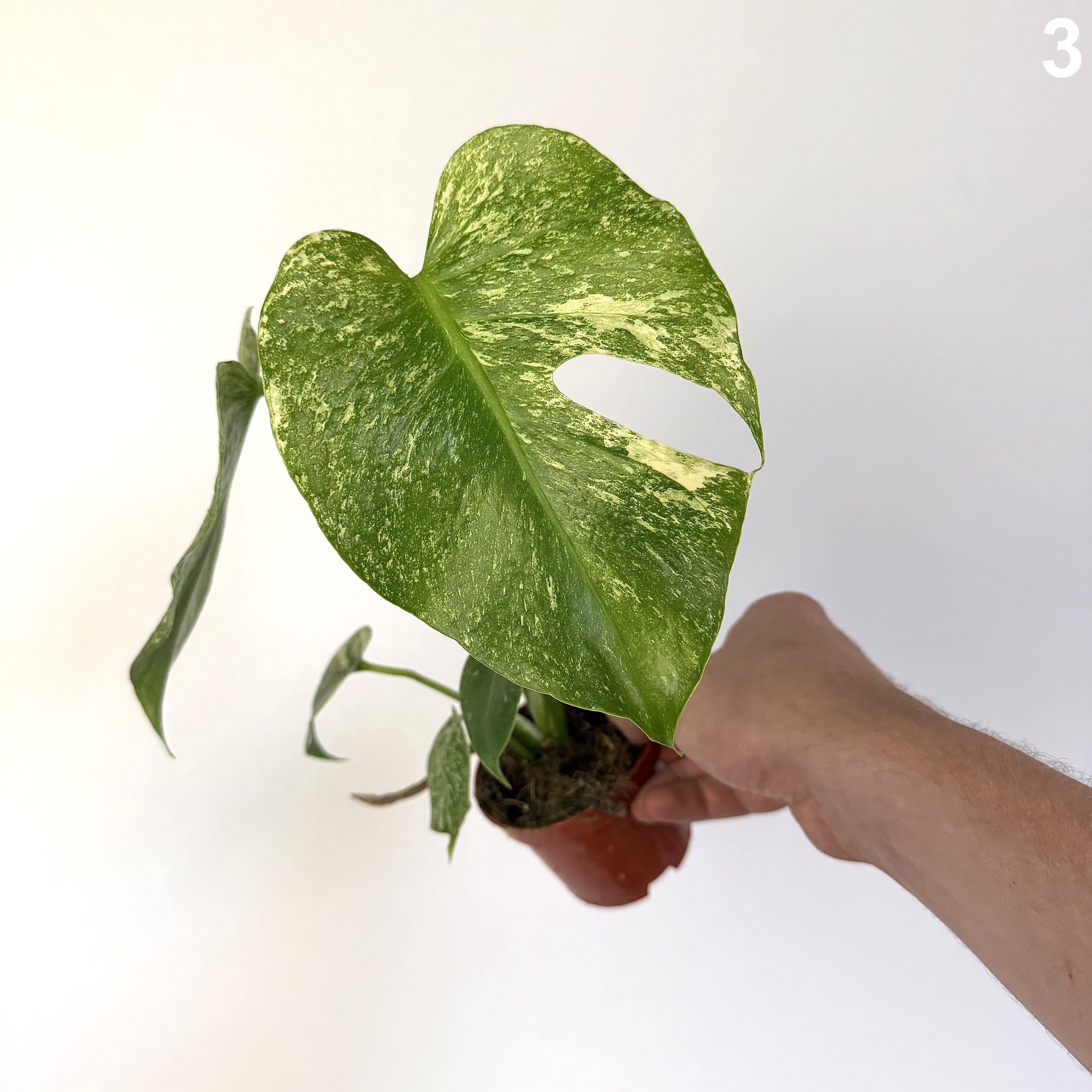 Monstera Deliciosa Mint WW