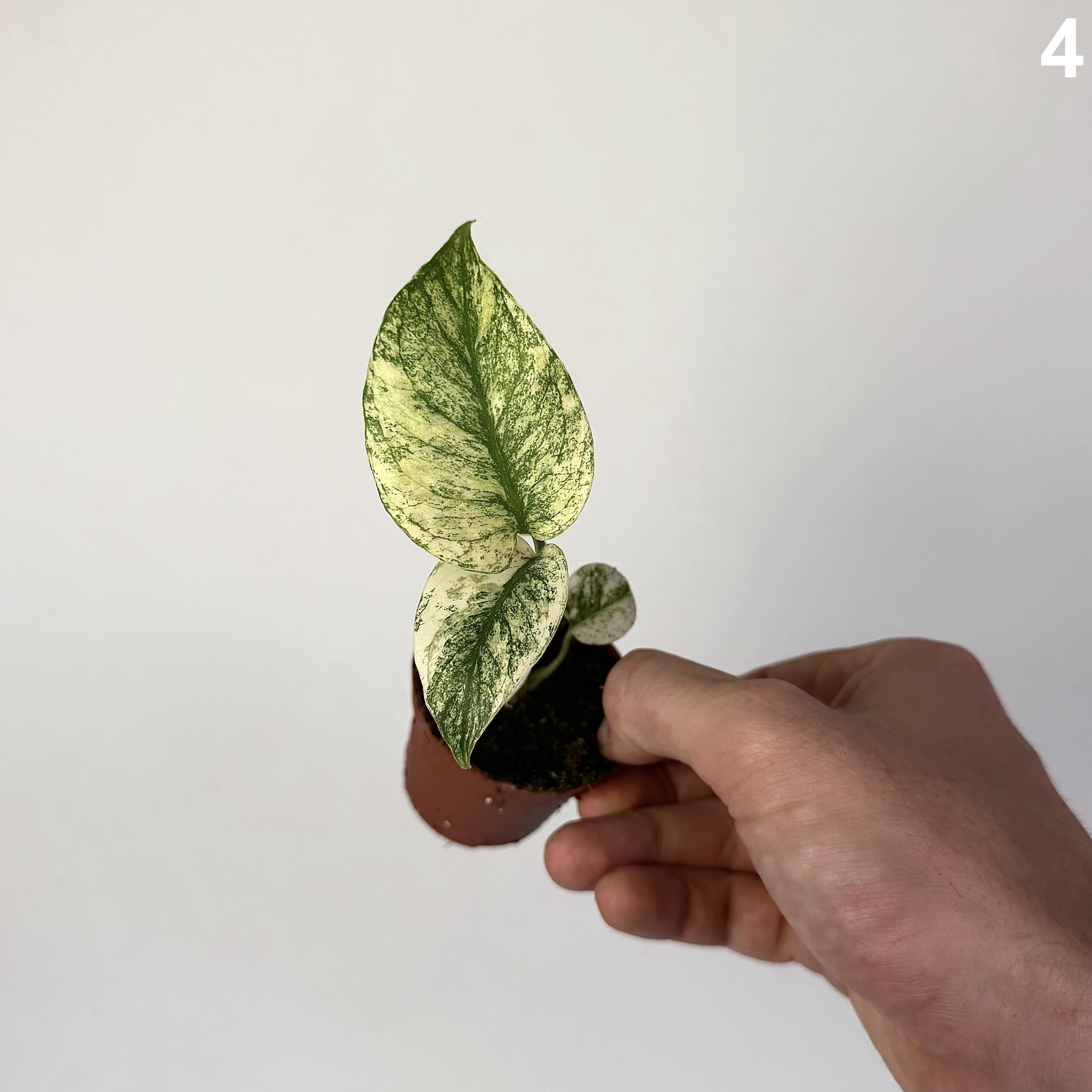Monstera Deliciosa Mint WW