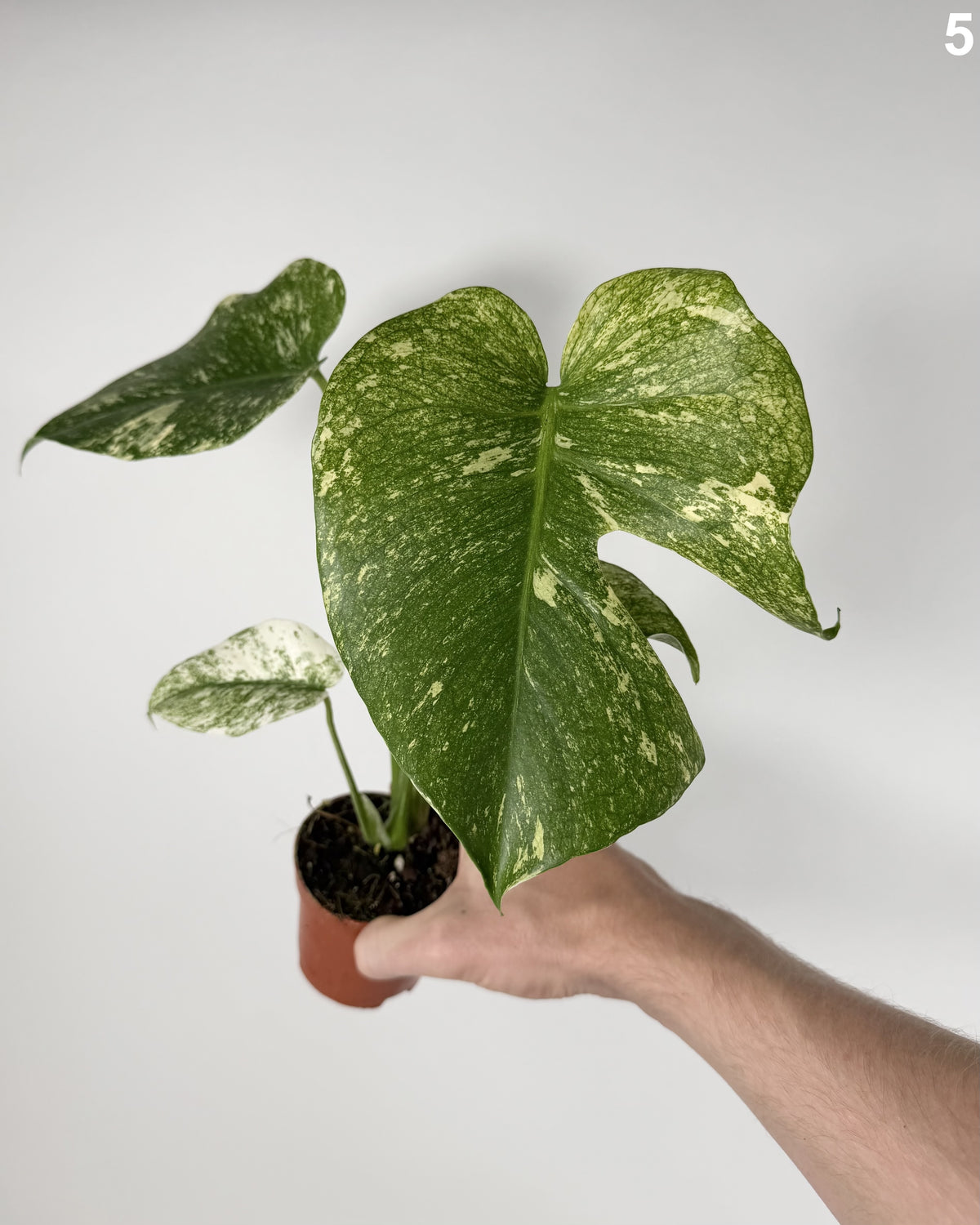 Monstera Deliciosa Mint Variegata WW