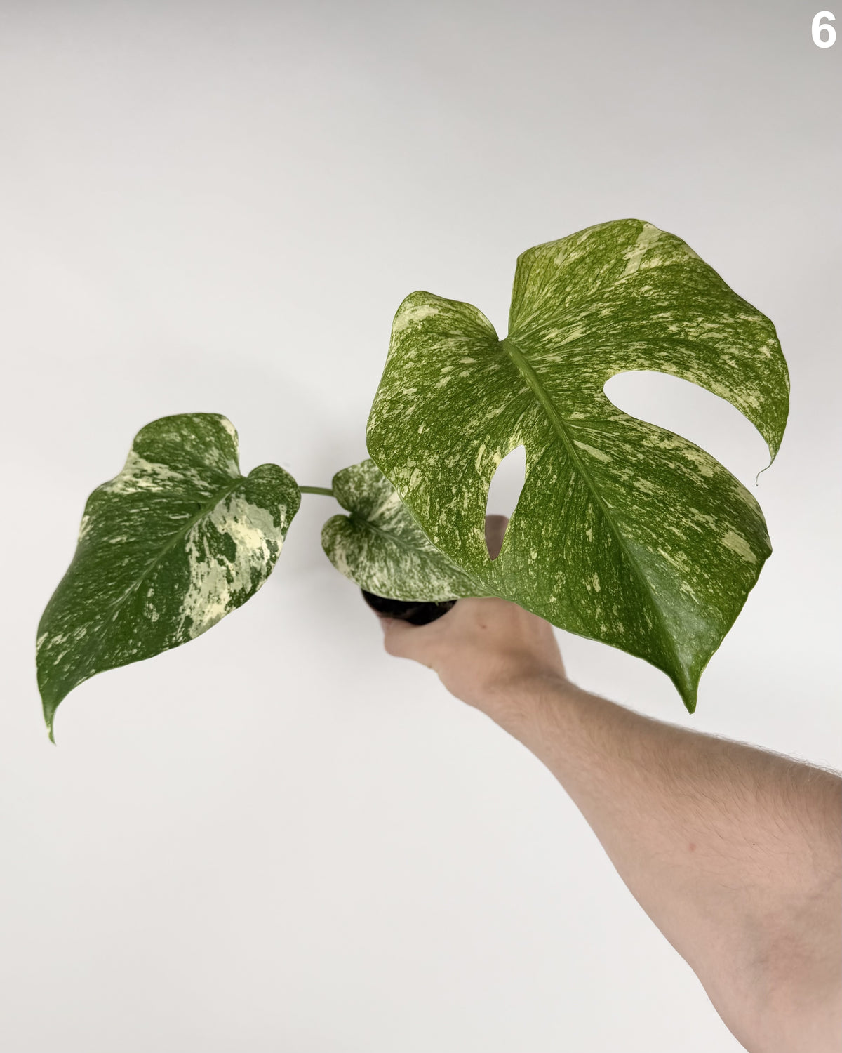 Monstera Deliciosa Mint Variegata WW