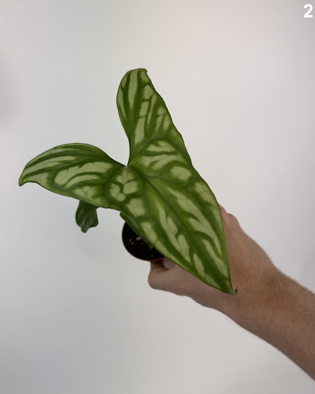 Cercestis Mirabilis WW