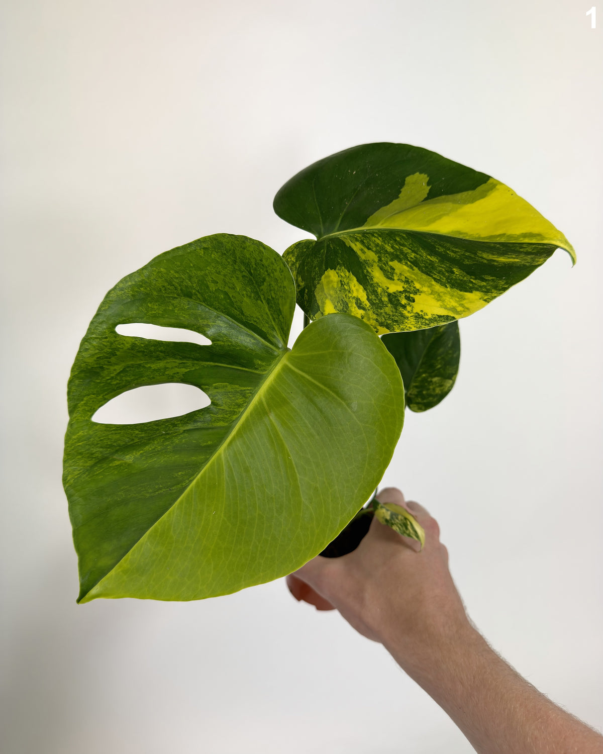 Monstera Deliciosa Aurea WW