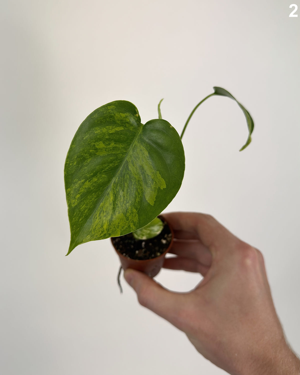 Monstera Deliciosa Aurea WW