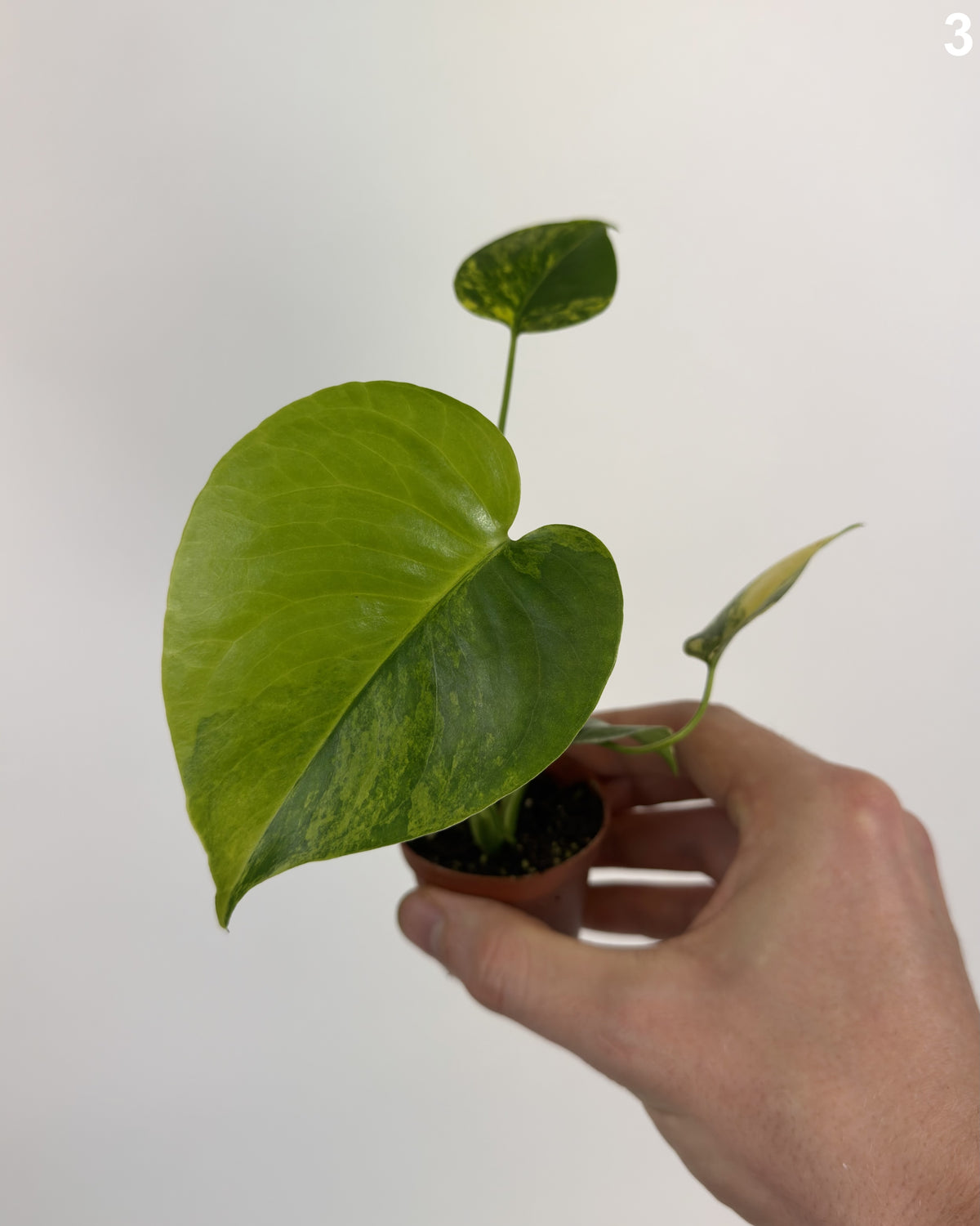 Monstera Deliciosa Aurea WW