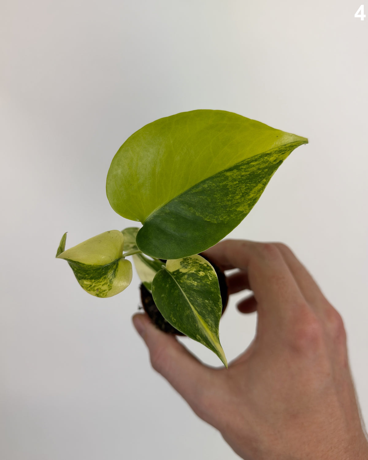 Monstera Deliciosa Aurea WW