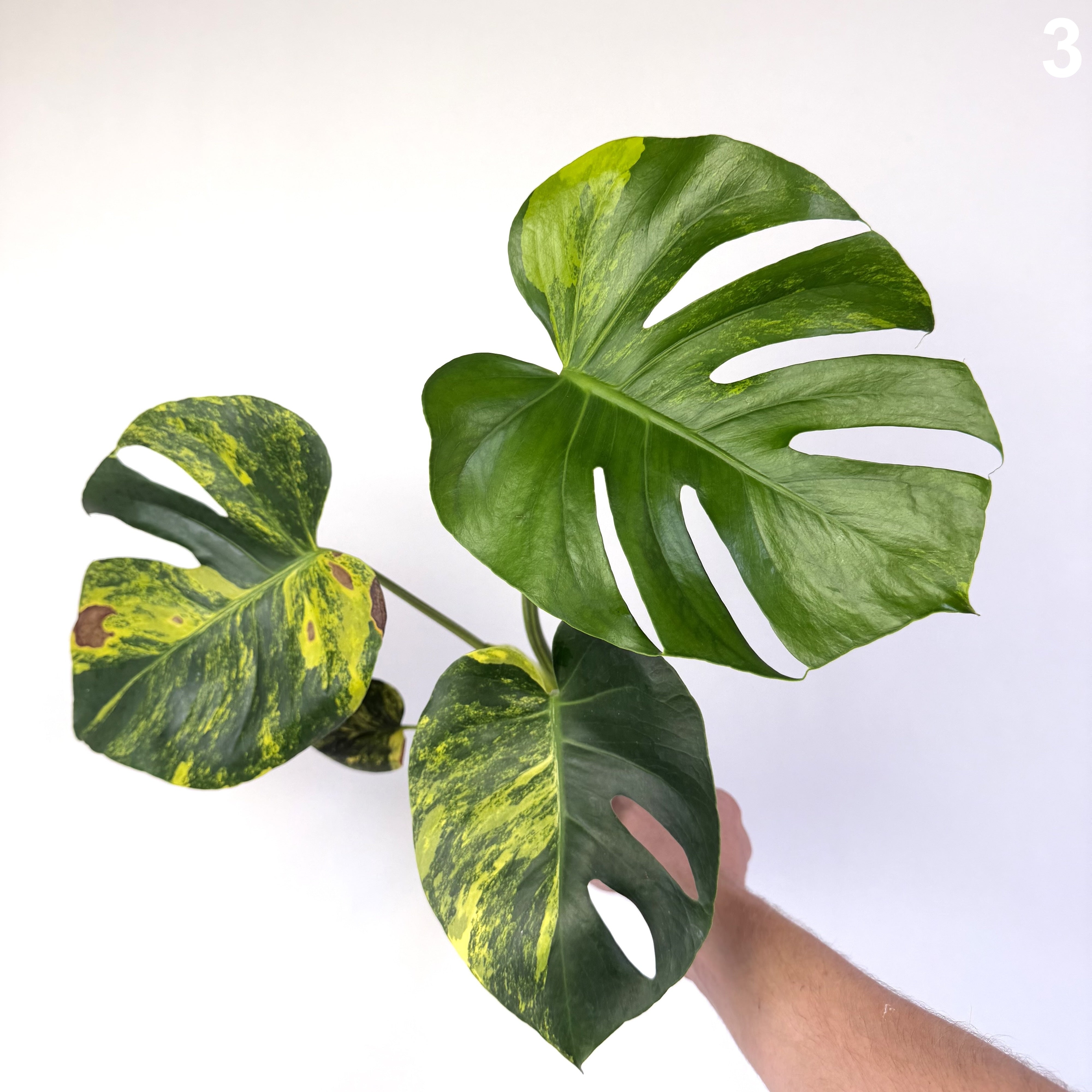Monstera Deliciosa Aurea WW