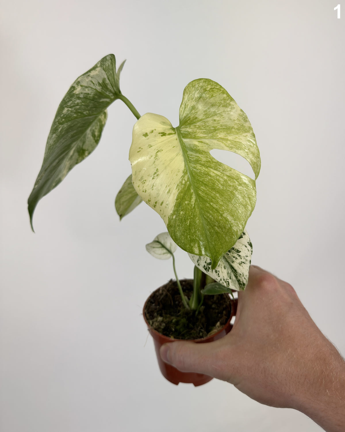 Monstera Deliciosa Mint WW