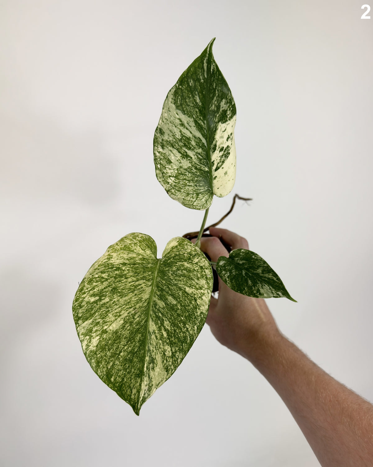 Monstera Deliciosa Mint WW