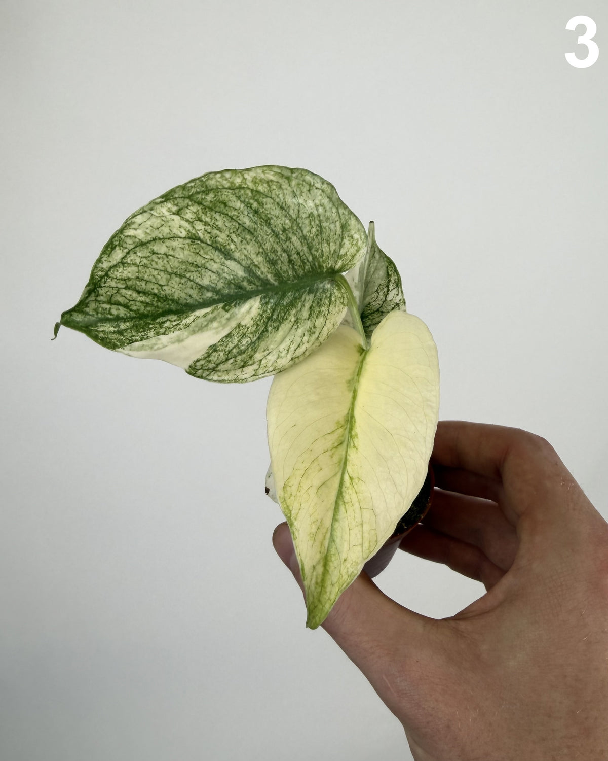 Monstera Deliciosa Mint WW