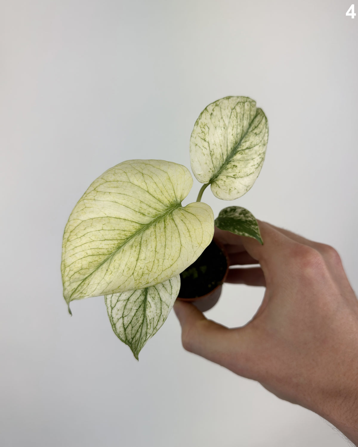 Monstera Deliciosa Mint WW