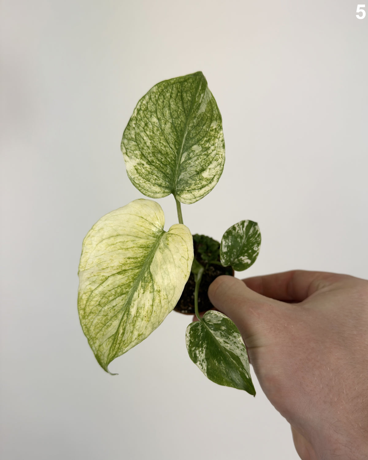 Monstera Deliciosa Mint WW