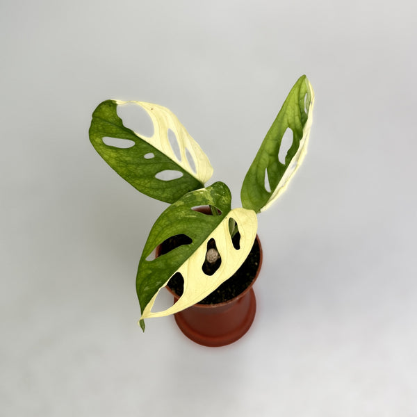 monstera adansonii grande Monstera Adansonii Variegata