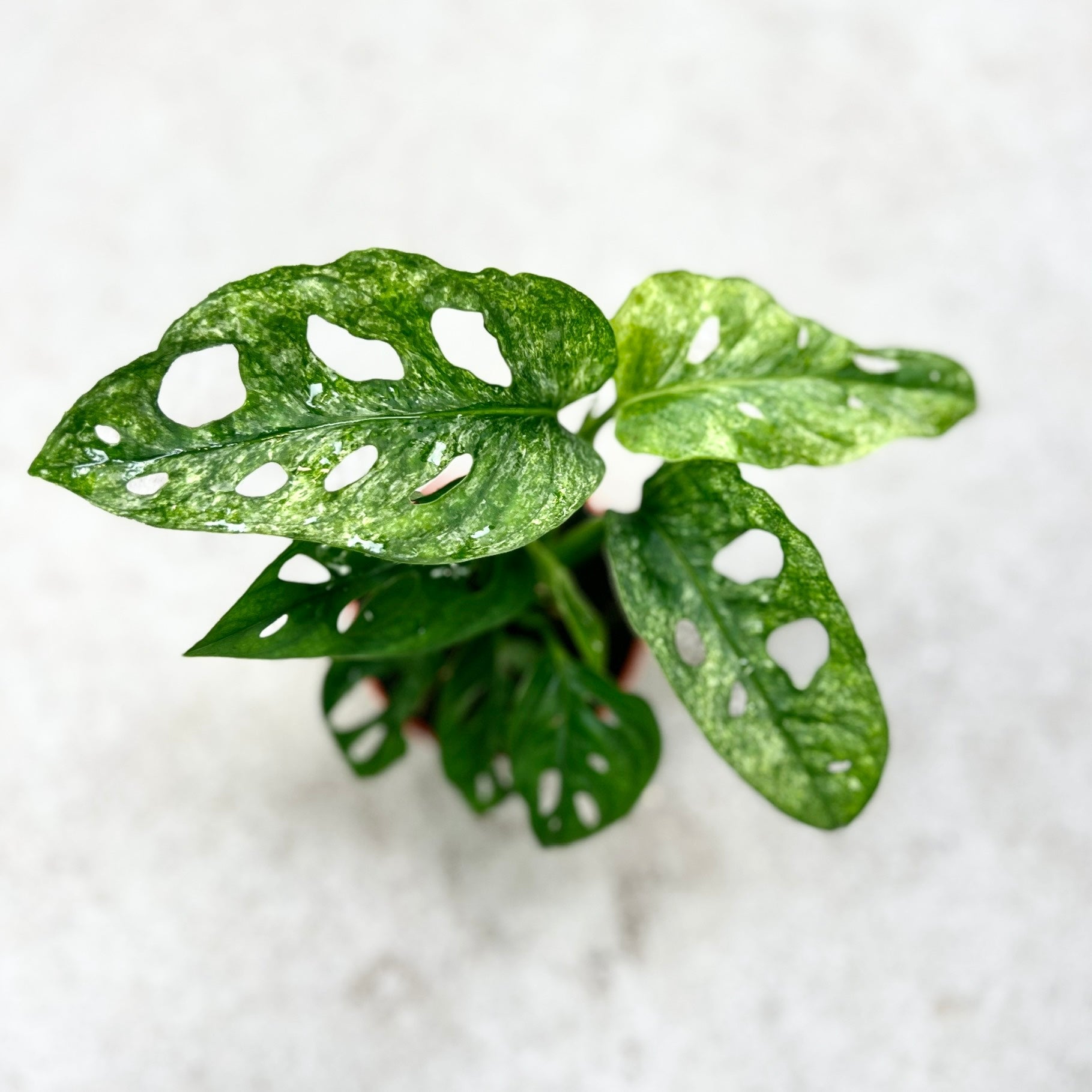 Monstera Adansonii Mint Variegata - Downtown Plant Club