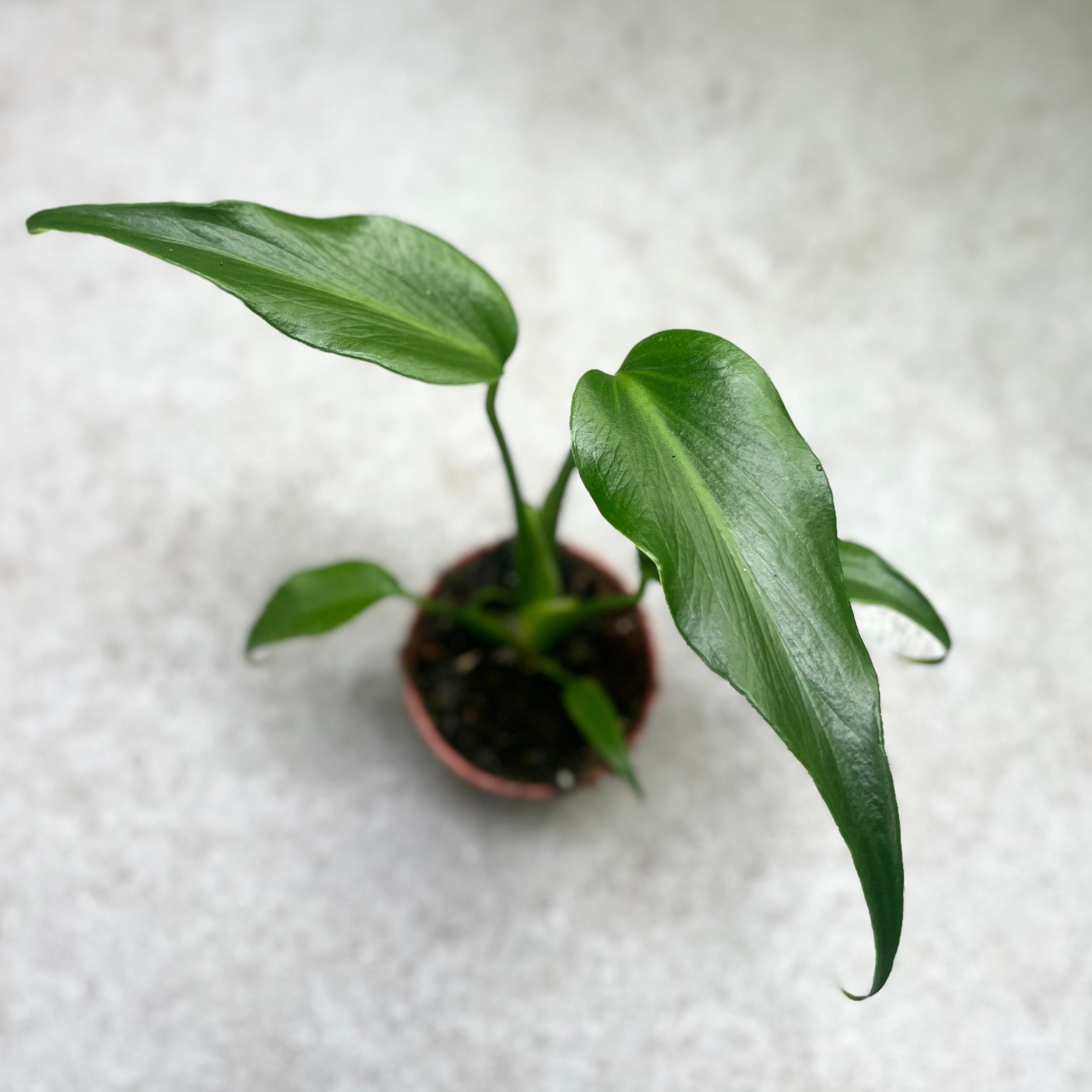 Monstera Burle Marx Flame - Downtown Plant Club