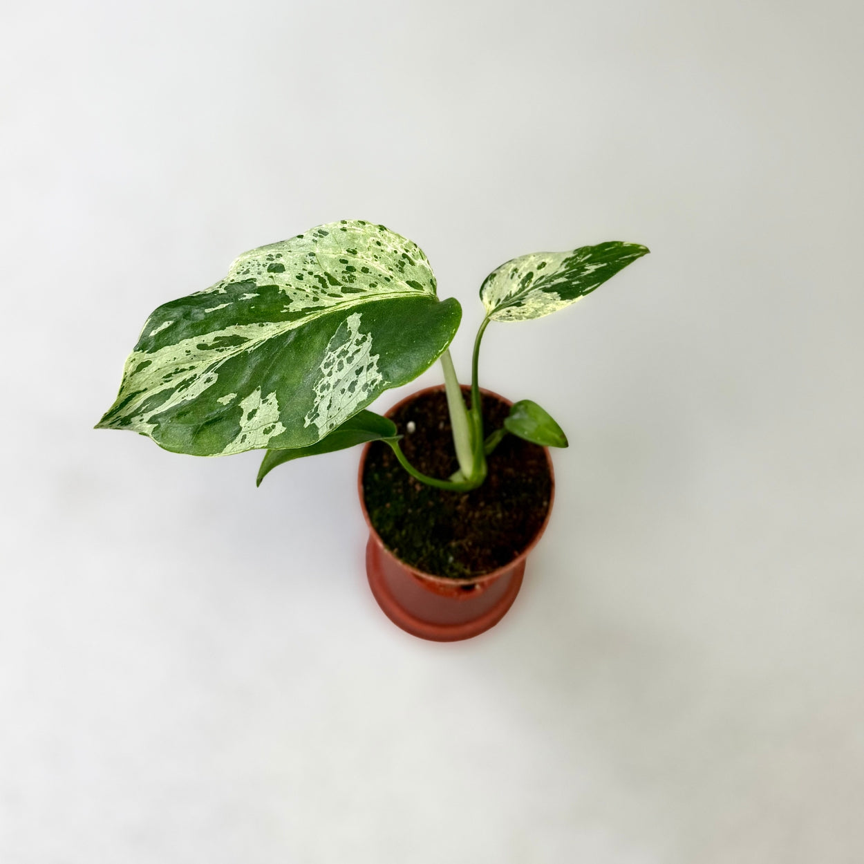 Monstera lsw31品種保証！斑入り保証！Monstera Bulbasaurモンステラ