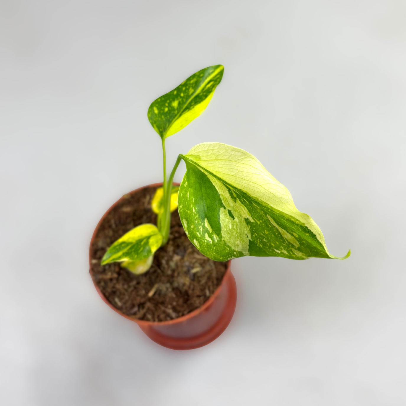 Monstera Deliciosa Electrolyte by Downtown Plant Club