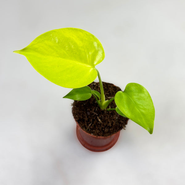 Monstera Deliciosa Golden