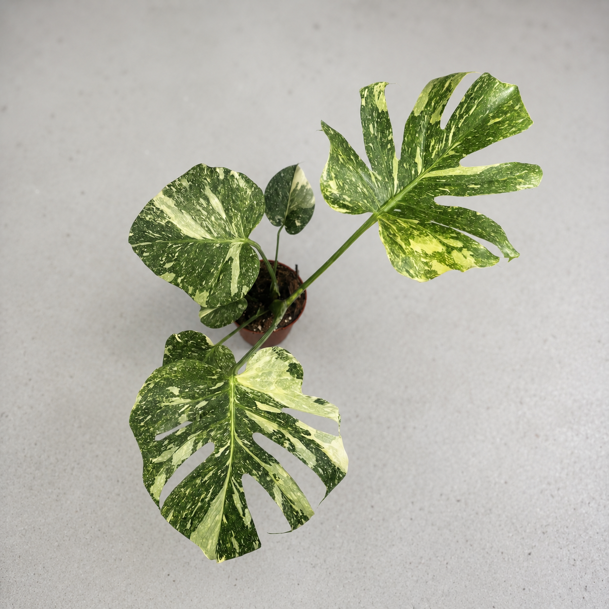 Monstera Deliciosa Green Snow
