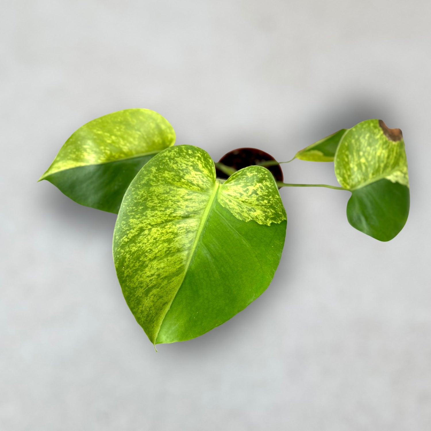 Monstera Deliciosa Green Tiger by Downtown Plant Club