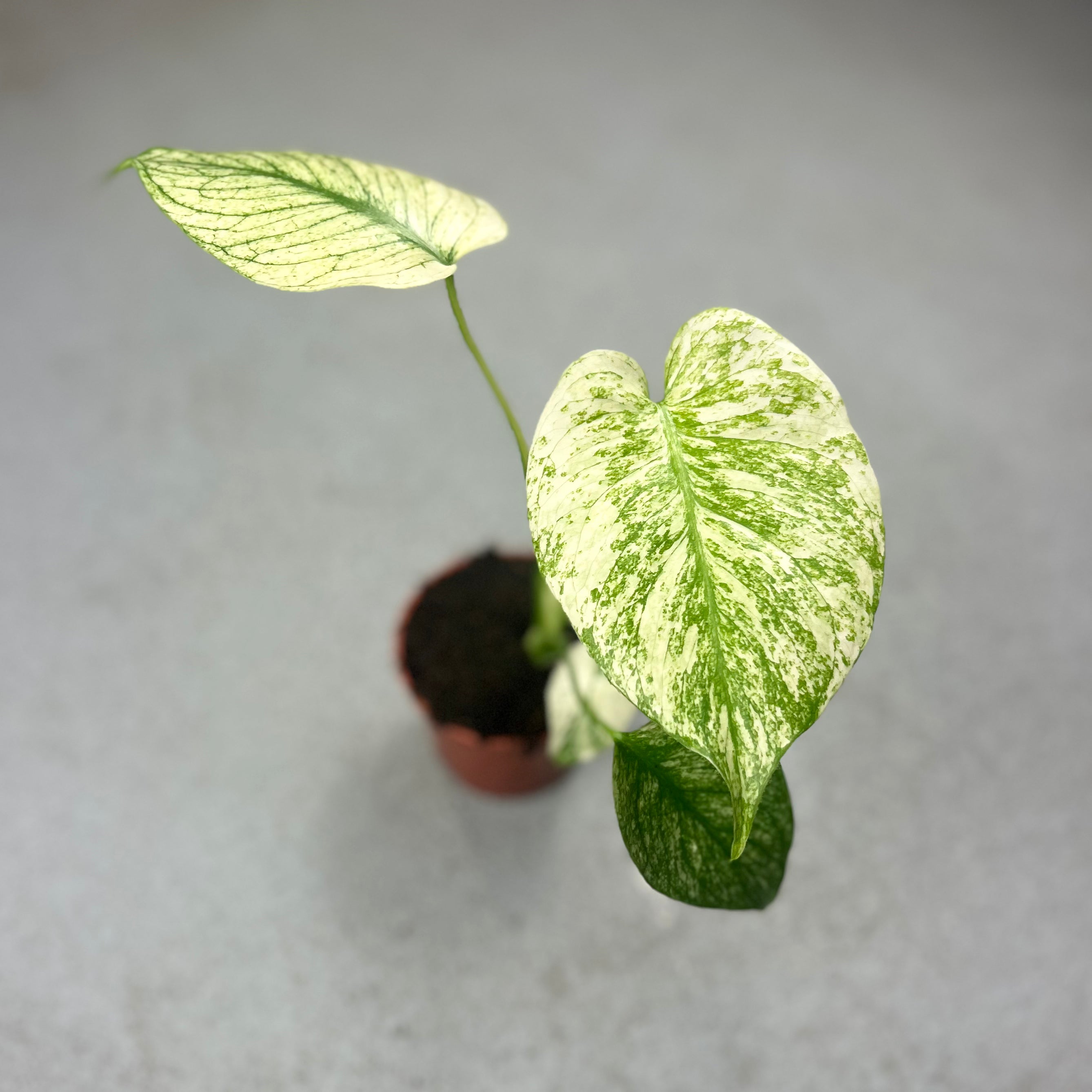 Monstera Deliciosa Mint