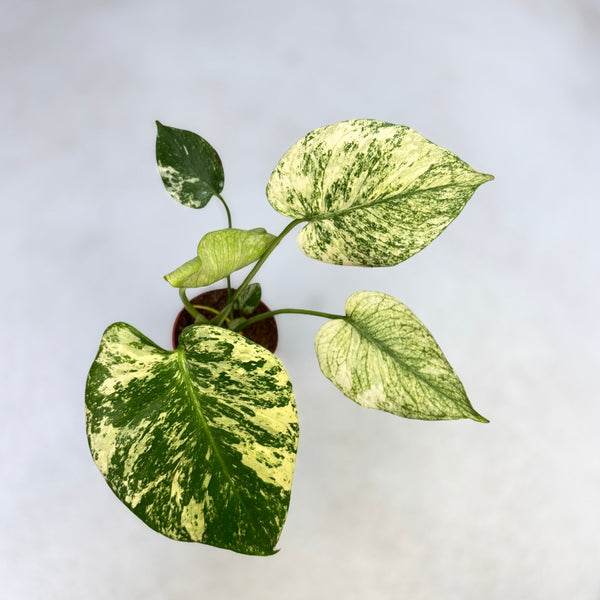 【希少】Monstera deliciosa mint variegata 1 Monstera Deliciosa Mint Variegated – Giant Tropical Nursery