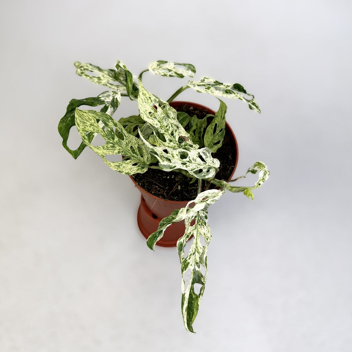Monstera Frozen Freckles