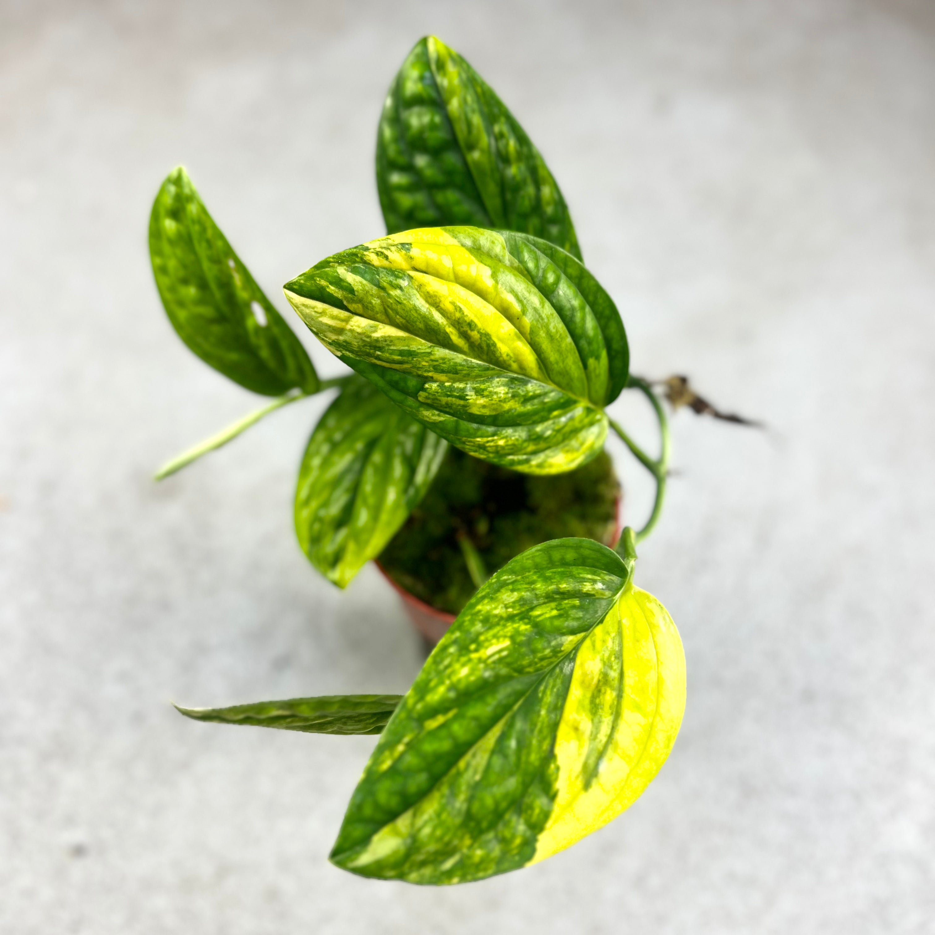 Monstera Karstenianum sp Peru Variegata - Downtown Plant Club