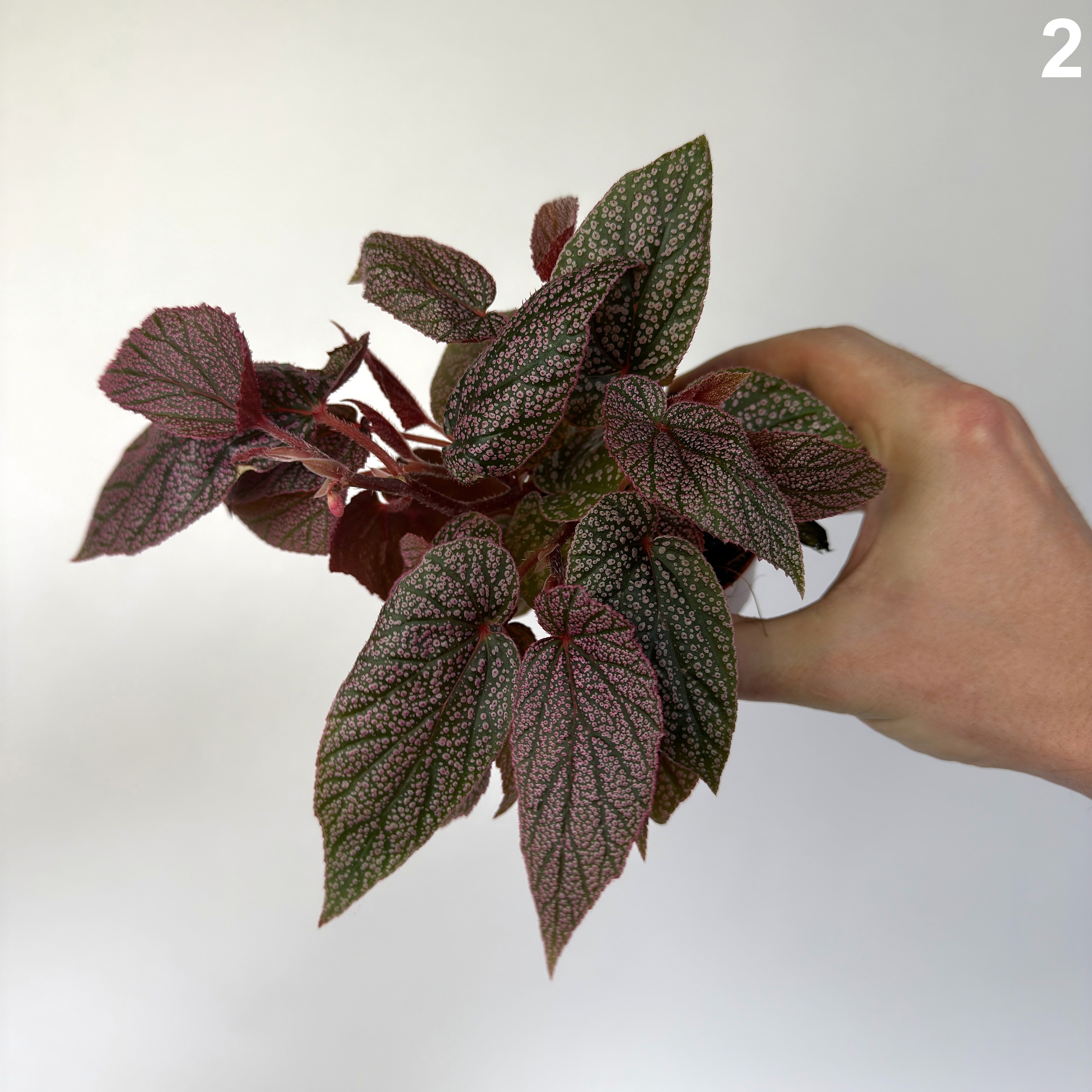 Begonia Morris WW