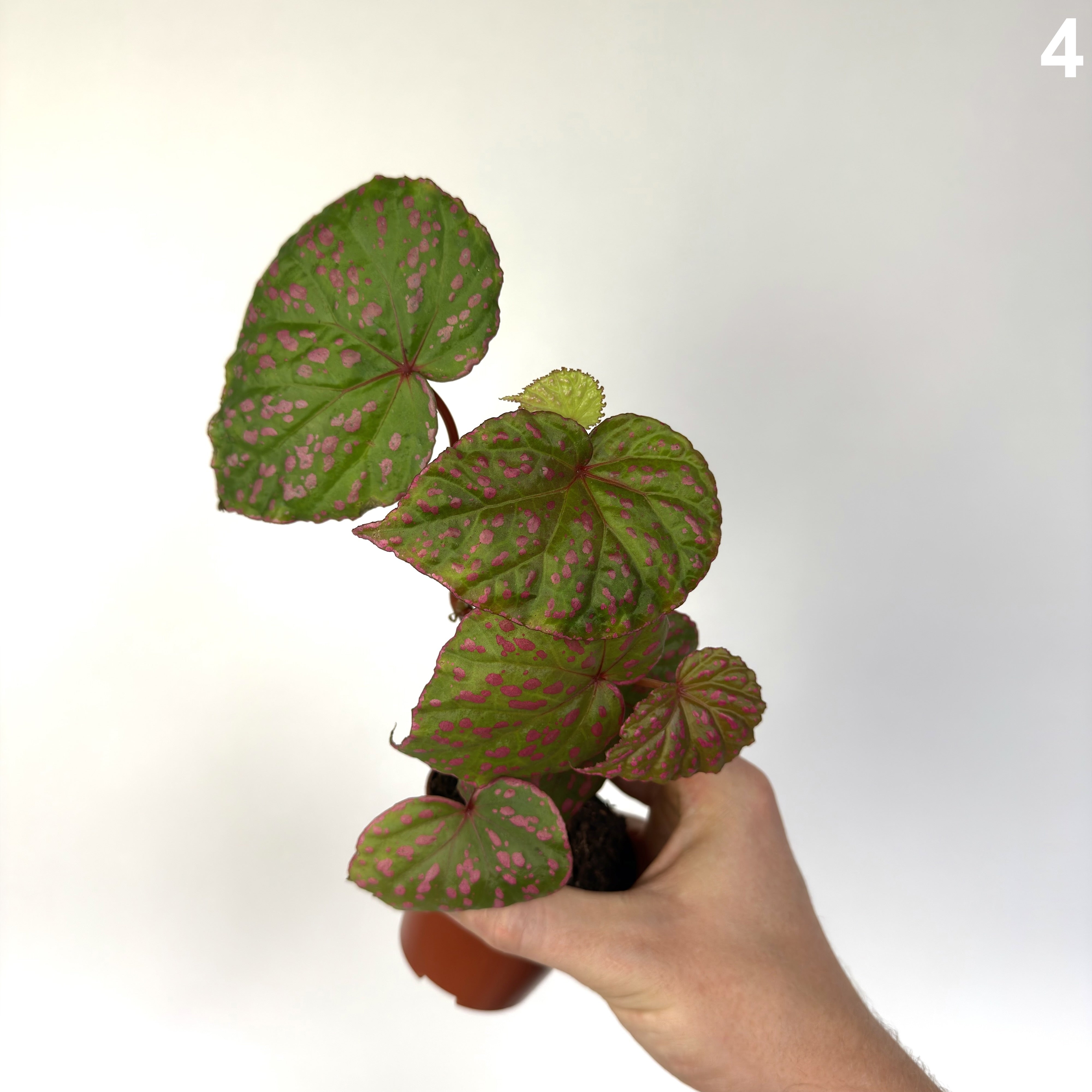 Begonia Muara Wahau WW