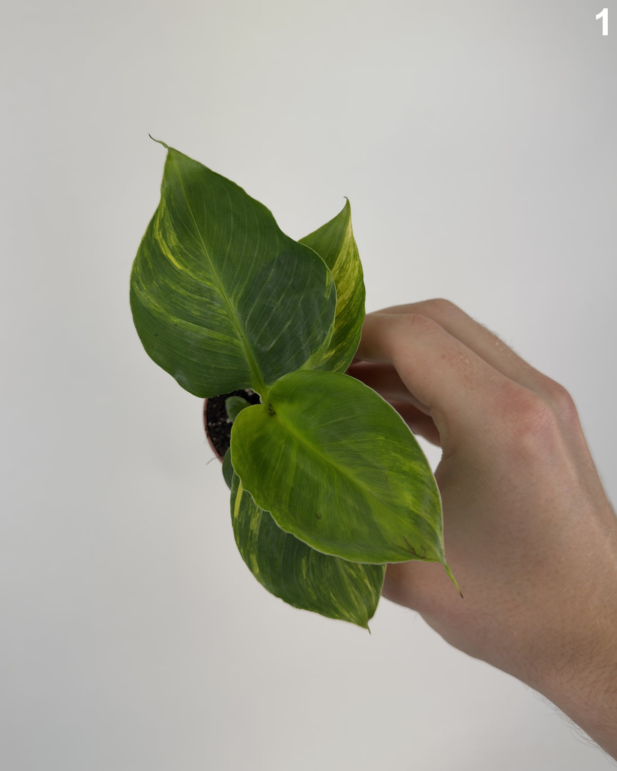 Musa Aurea WW