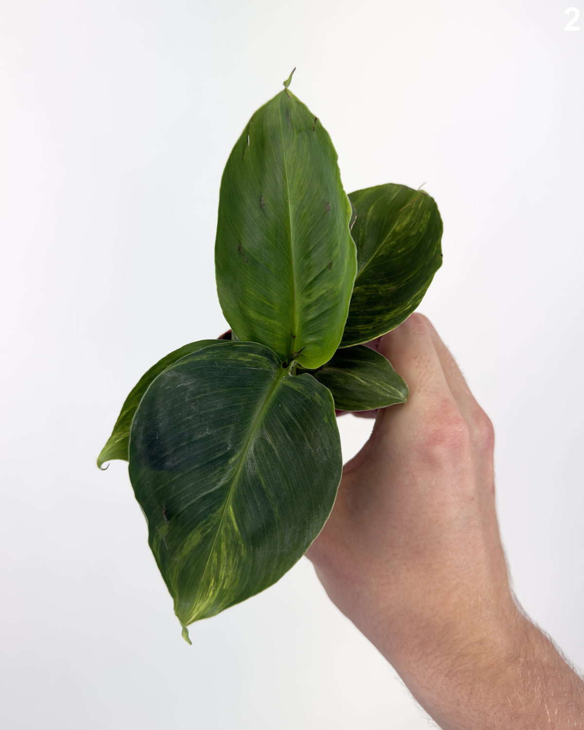 Musa Aurea WW