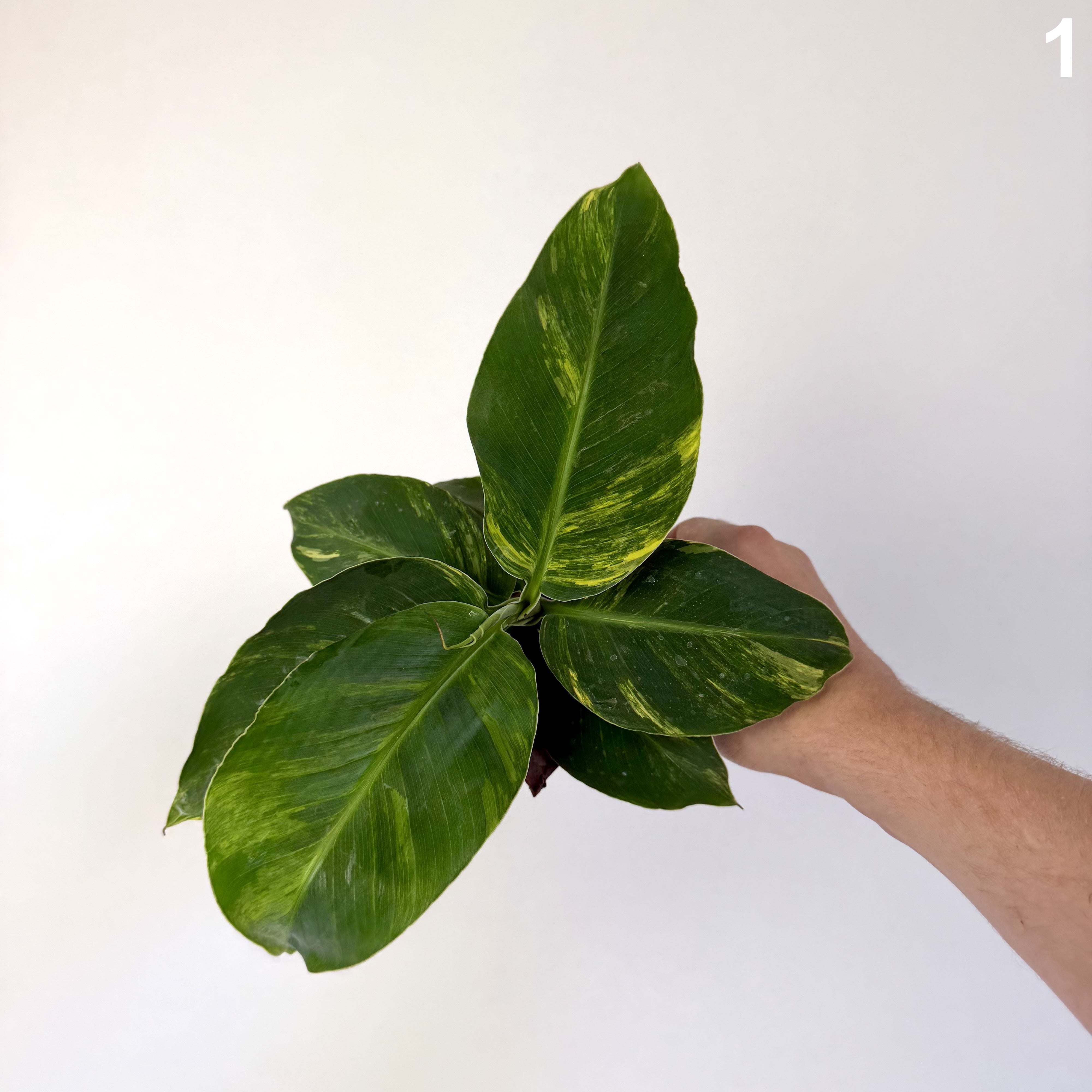Musa Aurea WW