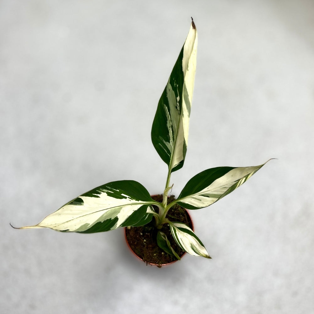 Musa AeAe Kuikawa - Downtown Plant Club