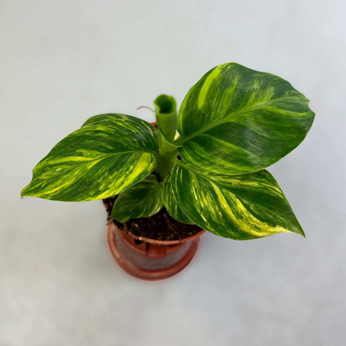 Musa Aurea Variegata
